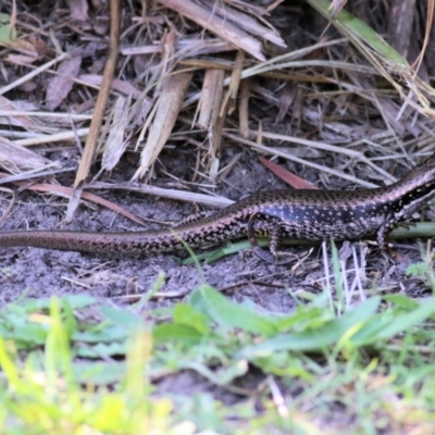 Eulamprus heatwolei (Yellow-bellied Water Skink) at Panboola - 1 Jan 2022 by KylieWaldon