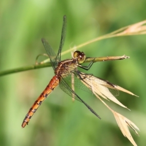 Diplacodes melanopsis at Pambula, NSW - 1 Jan 2022 04:06 PM