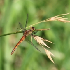 Diplacodes melanopsis at Pambula, NSW - 1 Jan 2022