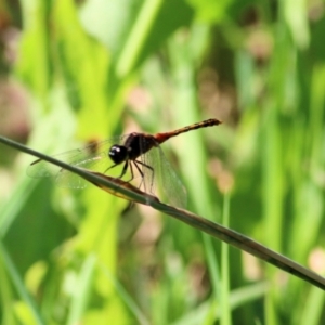 Diplacodes melanopsis at Pambula, NSW - 1 Jan 2022