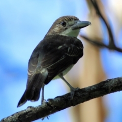 Cracticus torquatus (Grey Butcherbird) at Pambula, NSW - 1 Jan 2022 by KylieWaldon