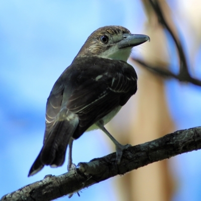 Cracticus torquatus (Grey Butcherbird) at Pambula, NSW - 1 Jan 2022 by KylieWaldon