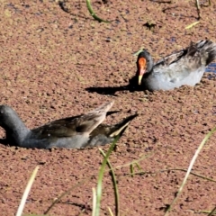 Gallinula tenebrosa (Dusky Moorhen) at Pambula, NSW - 1 Jan 2022 by KylieWaldon