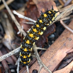 Papilio anactus (Dainty Swallowtail) at O'Connor, ACT - 8 Jan 2022 by ibaird