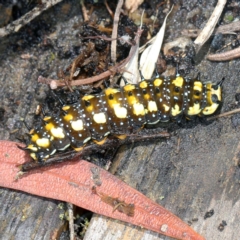 Papilio anactus at O'Connor, ACT - 8 Jan 2022