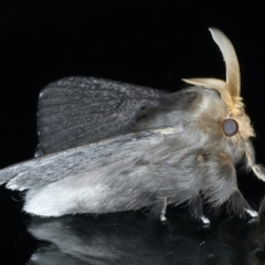 Symphyta nyctopis at Ainslie, ACT - 4 Jan 2022