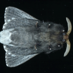 Symphyta nyctopis at Ainslie, ACT - 4 Jan 2022 10:29 PM