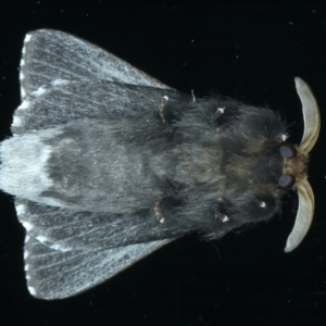 Symphyta nyctopis at Ainslie, ACT - 4 Jan 2022