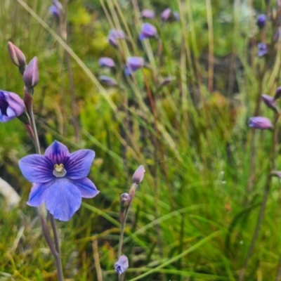 Thelymitra cyanea (Veined Sun Orchid) at Cotter River, ACT - 8 Jan 2022 by LukeMcElhinney