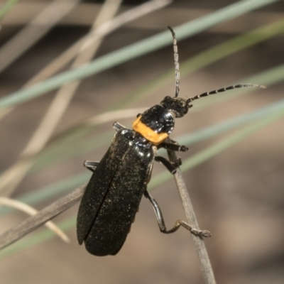 Chauliognathus lugubris (Plague Soldier Beetle) at Namadgi National Park - 17 Dec 2021 by AlisonMilton
