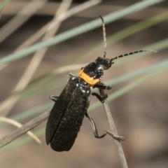 Chauliognathus lugubris (Plague Soldier Beetle) at Mount Clear, ACT - 17 Dec 2021 by AlisonMilton