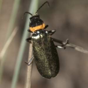 Chauliognathus lugubris at Mount Clear, ACT - 17 Dec 2021 11:58 AM