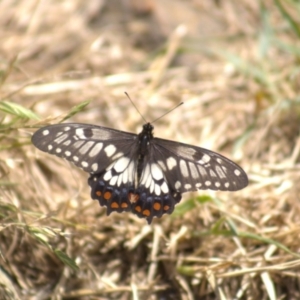 Papilio anactus at Cook, ACT - 8 Jan 2022 01:08 PM