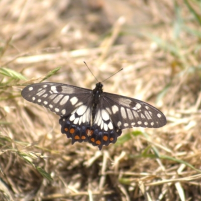 Papilio anactus (Dainty Swallowtail) at Cook, ACT - 8 Jan 2022 by Amy
