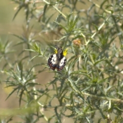 Papilio anactus at Cook, ACT - 8 Jan 2022