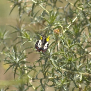 Papilio anactus at Cook, ACT - 8 Jan 2022