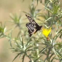 Papilio anactus at Cook, ACT - 8 Jan 2022 01:08 PM