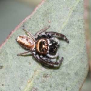 Opisthoncus sexmaculatus at Mount Clear, ACT - 17 Dec 2021