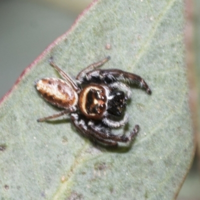 Opisthoncus sexmaculatus (Six-marked jumping spider) at Namadgi National Park - 17 Dec 2021 by AlisonMilton