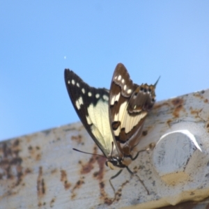 Charaxes sempronius at Cook, ACT - 8 Jan 2022