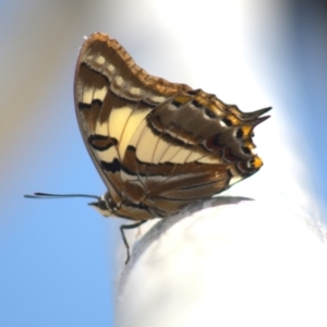 Charaxes sempronius at Cook, ACT - 8 Jan 2022