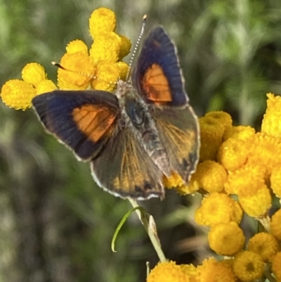 Paralucia pyrodiscus (Fiery Copper) at Googong, NSW - 8 Jan 2022 by Steve_Bok