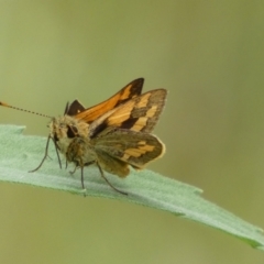 Ocybadistes walkeri (Green Grass-dart) at Jerrabomberra, NSW - 8 Jan 2022 by SteveBorkowskis