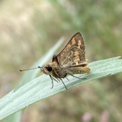 Ocybadistes walkeri at Jerrabomberra, NSW - 8 Jan 2022