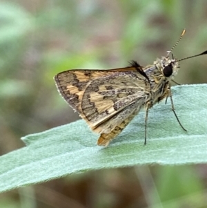 Ocybadistes walkeri at Jerrabomberra, NSW - 8 Jan 2022