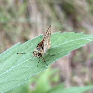 Ocybadistes walkeri at Jerrabomberra, NSW - 8 Jan 2022