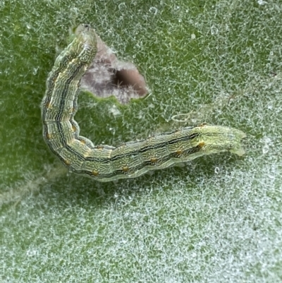 Heliothinae (subfamily) (Budworm) at Googong, NSW - 8 Jan 2022 by SteveBorkowskis