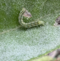 Heliothinae (subfamily) at Googong, NSW - 8 Jan 2022