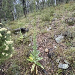 Heliothinae (subfamily) at Googong, NSW - 8 Jan 2022