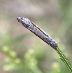Phycitinae (subfamily) (A snout moth) at Jerrabomberra, NSW - 7 Jan 2022 by Steve_Bok