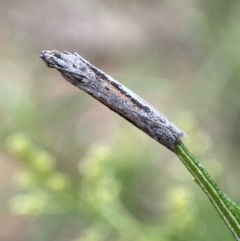 Phycitinae (subfamily) at Jerrabomberra, NSW - 8 Jan 2022