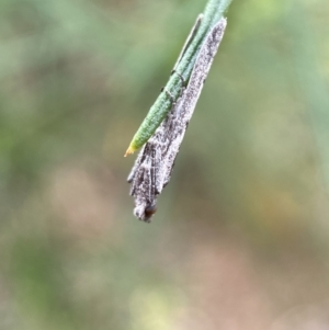 Phycitinae (subfamily) at Jerrabomberra, NSW - 8 Jan 2022 09:12 AM