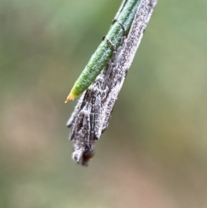 Phycitinae (subfamily) at Jerrabomberra, NSW - 8 Jan 2022