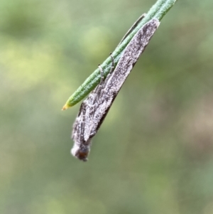 Phycitinae (subfamily) at Jerrabomberra, NSW - 8 Jan 2022 09:12 AM