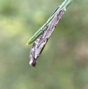 Phycitinae (subfamily) at Jerrabomberra, NSW - 8 Jan 2022