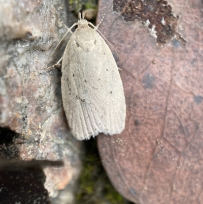 Chezala privatella (A Concealer moth) at QPRC LGA - 7 Jan 2022 by Steve_Bok