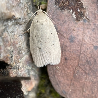 Chezala privatella (A Concealer moth) at Jerrabomberra, NSW - 8 Jan 2022 by SteveBorkowskis