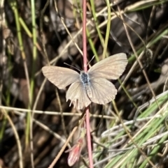 Zizina otis (Common Grass-Blue) at QPRC LGA - 8 Jan 2022 by Steve_Bok