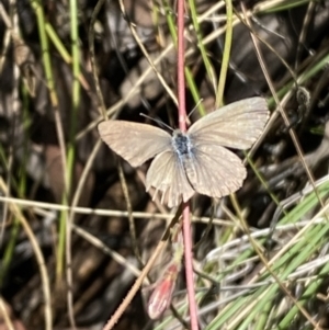 Zizina otis at Jerrabomberra, NSW - 8 Jan 2022