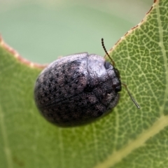 Trachymela sp. (genus) (Brown button beetle) at QPRC LGA - 7 Jan 2022 by Steve_Bok