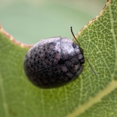 Trachymela sp. (genus) (Brown button beetle) at Jerrabomberra, NSW - 8 Jan 2022 by SteveBorkowskis