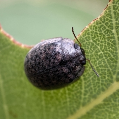 Trachymela sp. (genus) (Brown button beetle) at QPRC LGA - 7 Jan 2022 by Steve_Bok