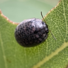 Trachymela sp. (genus) at Jerrabomberra, NSW - 8 Jan 2022 09:22 AM