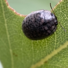 Trachymela sp. (genus) at Jerrabomberra, NSW - 8 Jan 2022