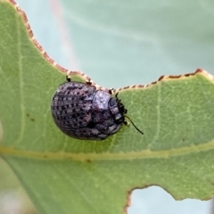 Trachymela sp. (genus) at Jerrabomberra, NSW - 8 Jan 2022 09:22 AM