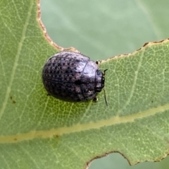 Trachymela sp. (genus) at Jerrabomberra, NSW - 8 Jan 2022